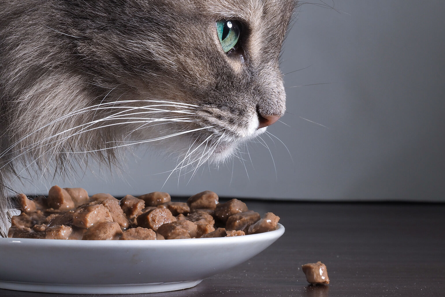 miglior-cibo-per-gatti
