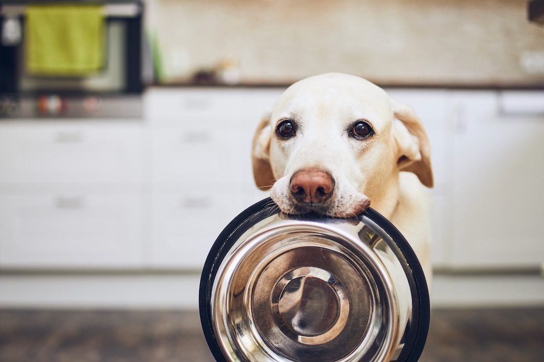 cibo-per-cani