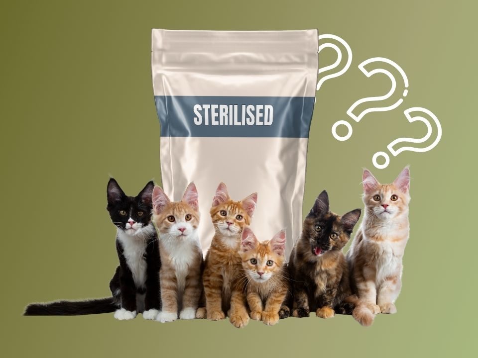 gatti-sterilizzati
