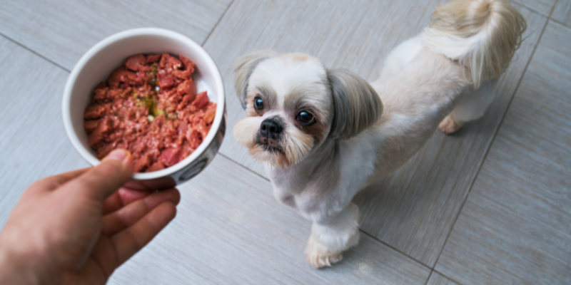 cibo umido per cani