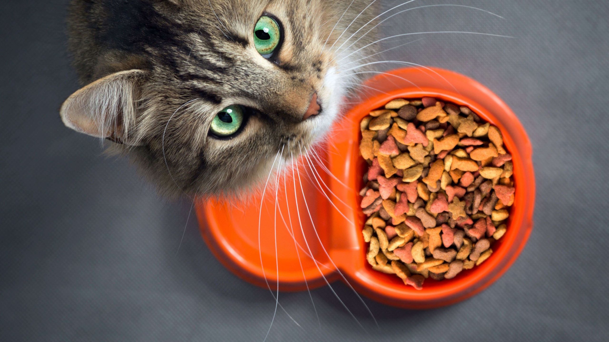 cibo-per-gattini