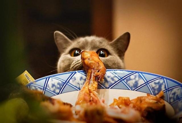 cibo-per-gatti-fatto-in-casa
