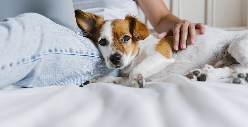 coccole-per-pet