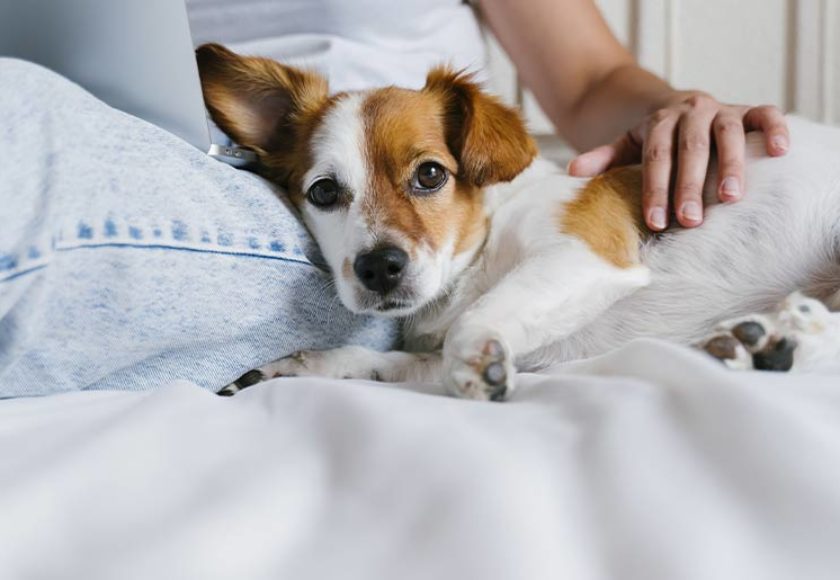 coccole-per-pet
