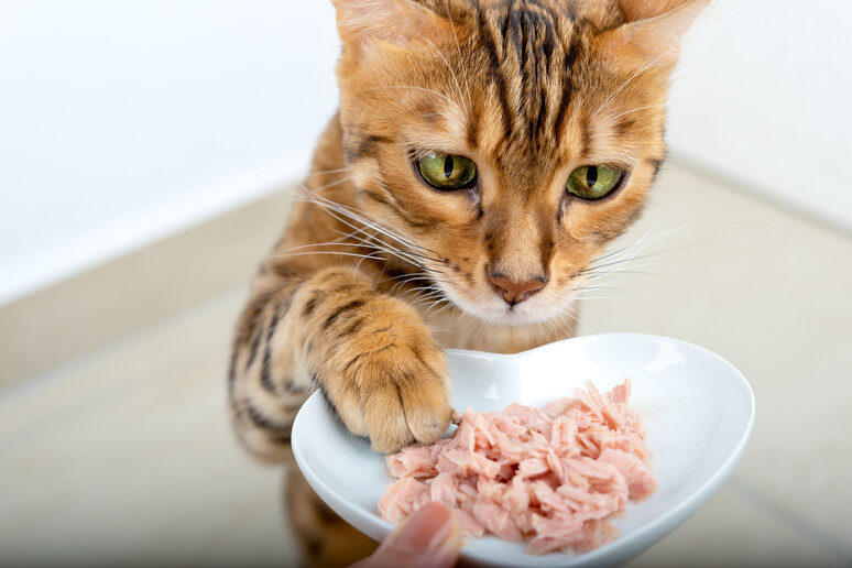 cibo per gatti migliore