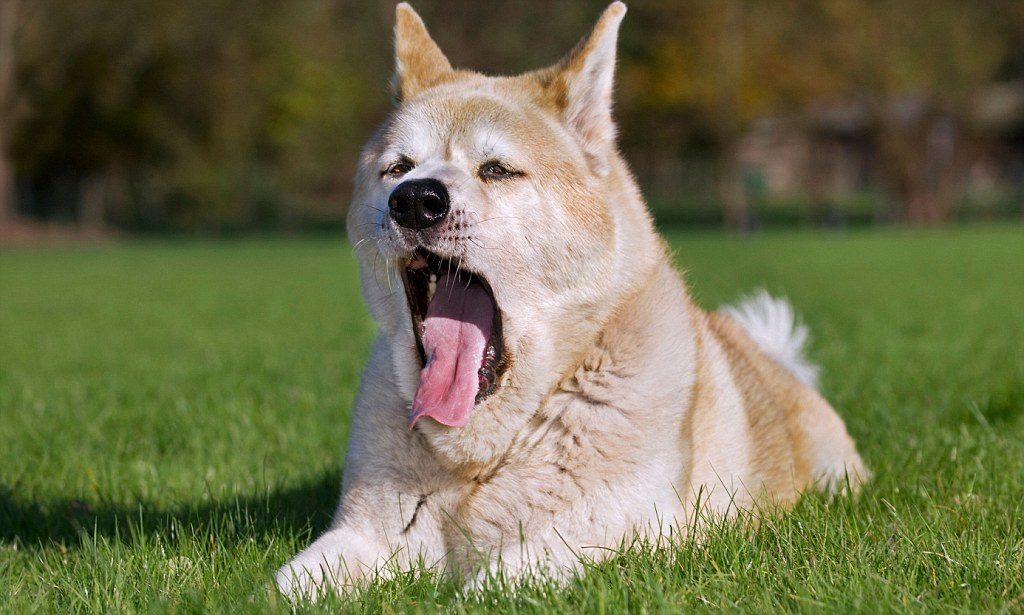 linguaggio dei cani