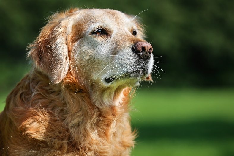 cibo cani anziani