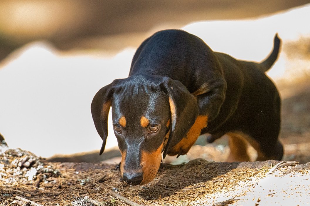 10 curiosità cani