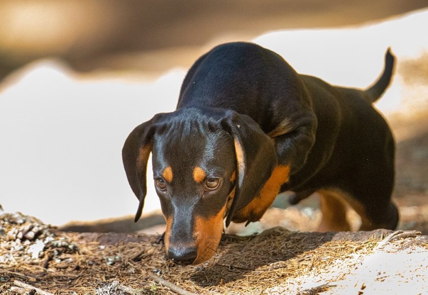 10 curiosità cani