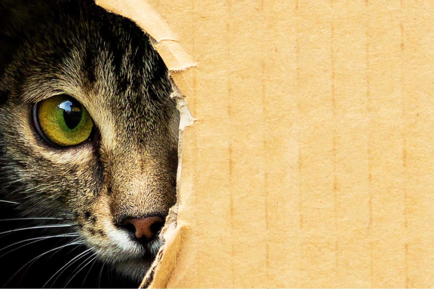 10 curiosità gatti