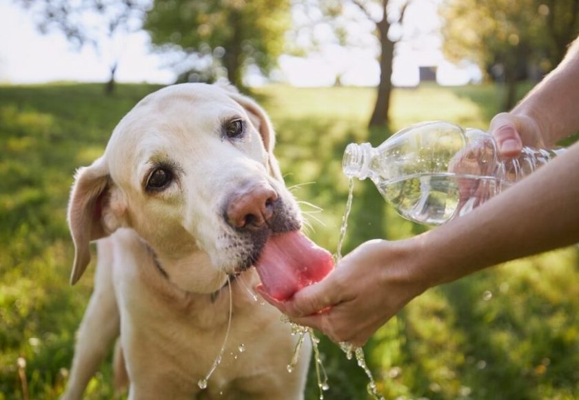 animali domestici e caldo