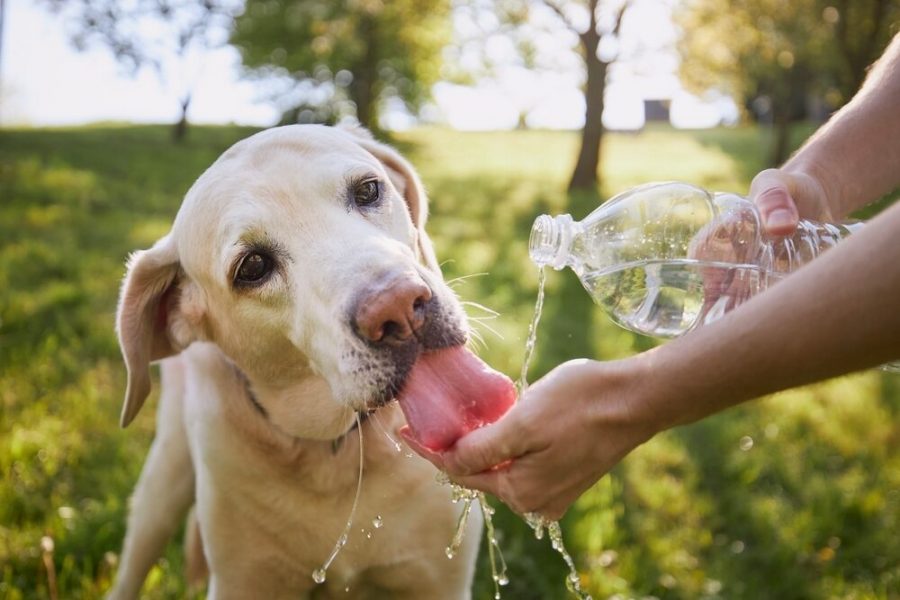 animali domestici e caldo