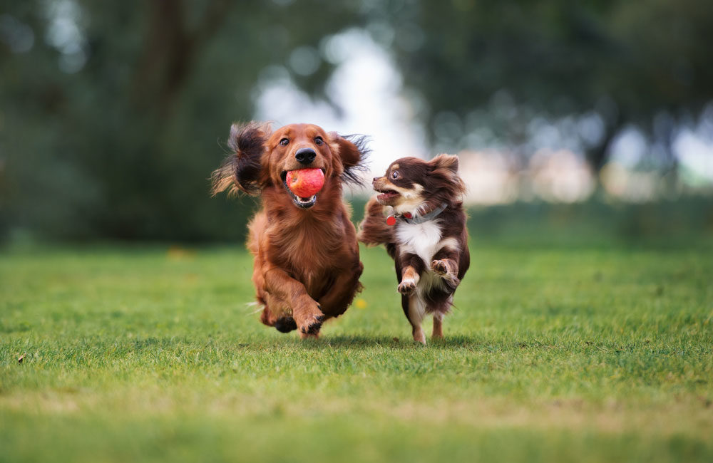 attività motoria cani
