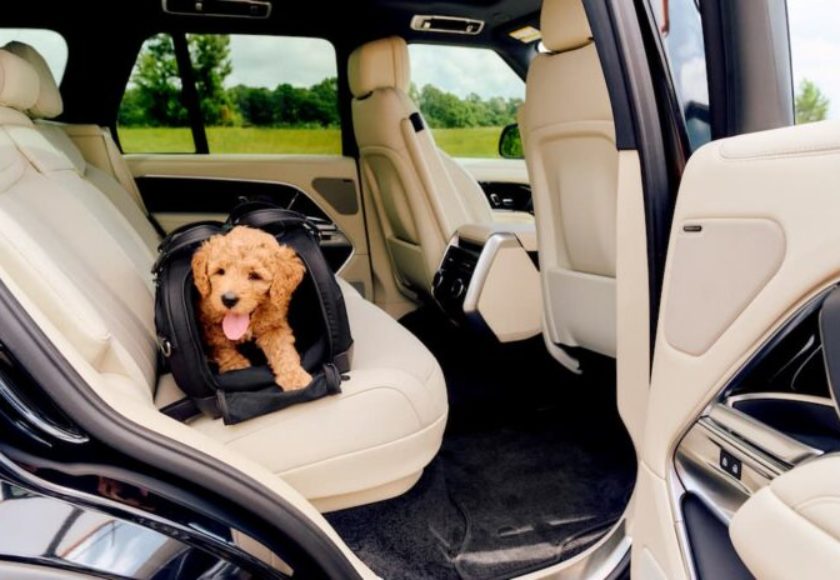 viaggi con pet