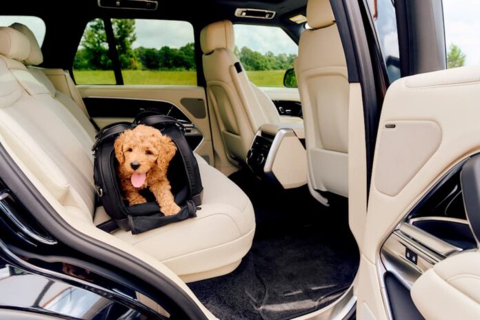viaggi con pet