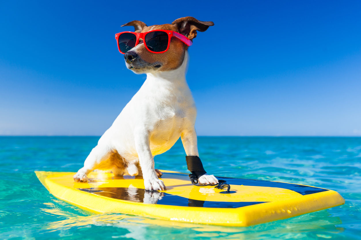 vacanze con pet