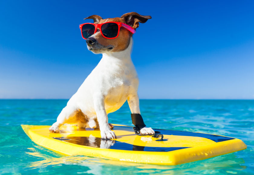 vacanze con pet
