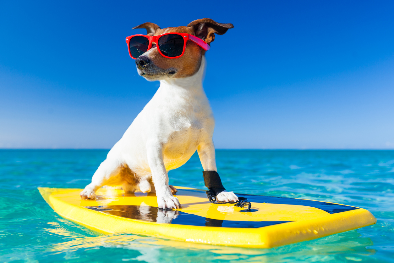 vacanze con pet
